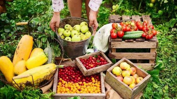 Fruticultura em Salvador: Impactos e Benefícios para a População Local
