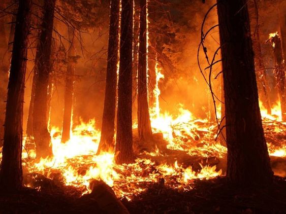 Queimadas no Brasil: Uma Crise de Incêndios Causados por Humanos e Seus Impactos Globais